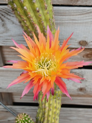 Cereus hybrid super - cereus, 'super