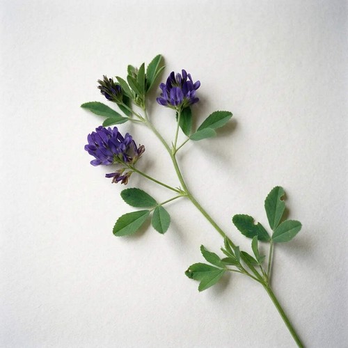 Graines luzerne medicago - graines, de
