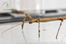 HERMAGORAS CULTRATOLOBATUS