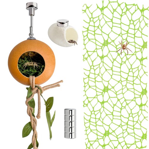 Jumping spider terrarium - jumping,