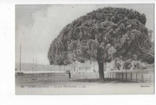 06  JUAN LES PINS  LE GROS PIN