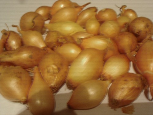 Oignons bulbilles de - oignons/bulbilles,