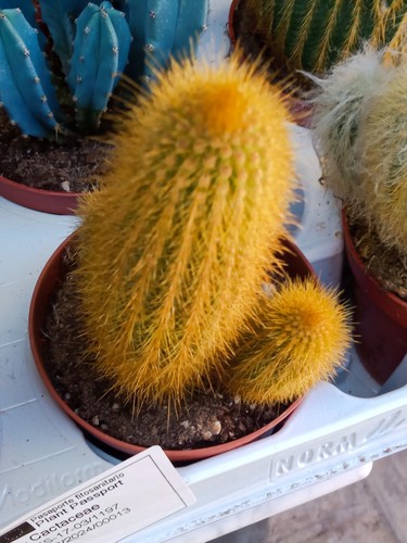 Cactus eriocactus leninghausii - cactus,