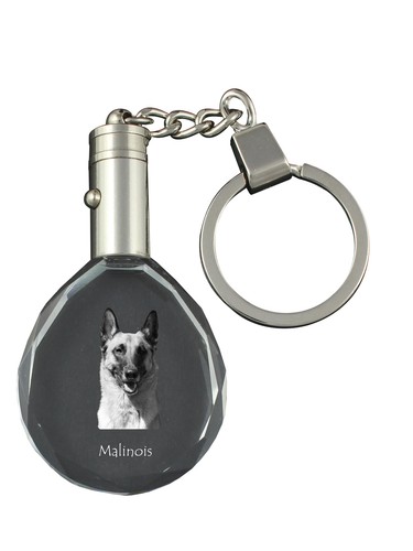 Malinois berger belge - belge,
