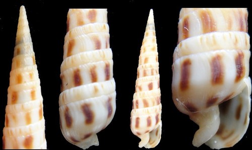 Coquillage collection - coquillage,