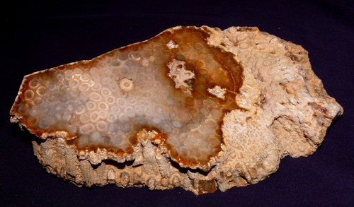 Corail fossile indonésie - fossile,,