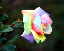 10x graine Rosier ARC EN CIEL