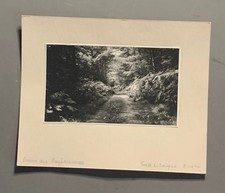 PHOTO carton FORET DE SOIGNES