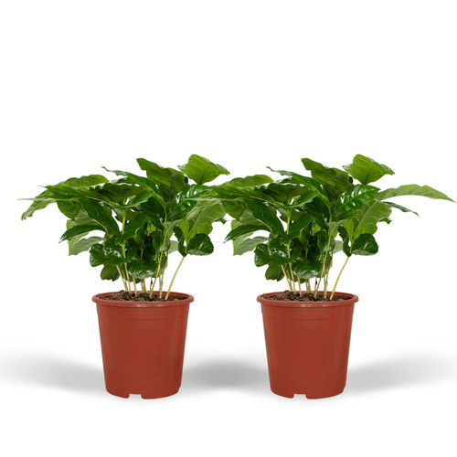 Caféier coffea arabica - coffea,