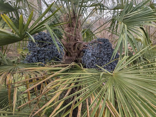 Trachycarpus fortunei - ,