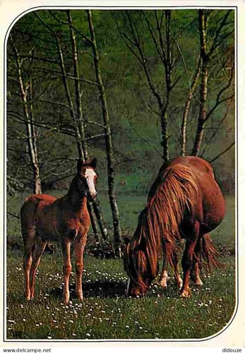 Carte postale animaux - carte,
