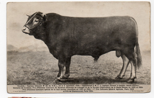 Tilleul taureau limousin - taureau,