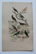 Gravure OISEAUX milieu XIXè -