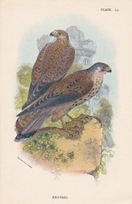 Crécerelle Falco Tinnunculus