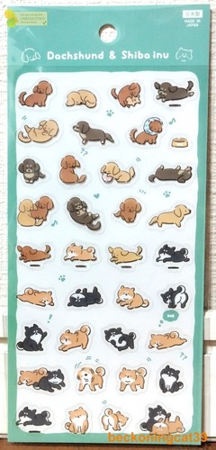 Last puppy teckel shiba - last,