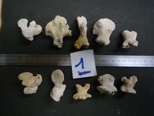 Coraux corail lobopsammia - corail, -lobopsammia