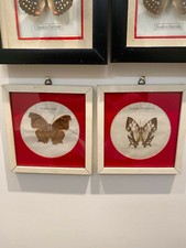 Butterfly Frame Couple Collage. H: 15 cm L: 15 cm D: 1 cm. Year '50.
