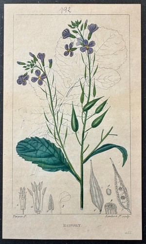 Flore médicale raifort - flore,