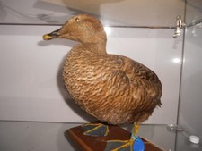 canard eider a duvet fem