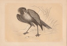 Secrétaire (Sagittarius