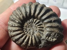 Ammonite: Prolyelliceras