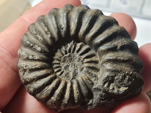 Ammonite prolyelliceras - ammonite:,