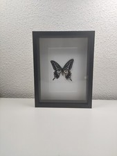 Cadre entomologique avec