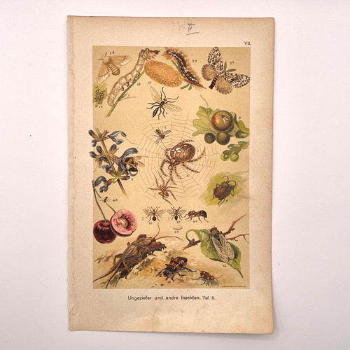 Chromolithograph 1901 bugs - 1901,