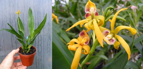 Prosthechea - , (encyclia)