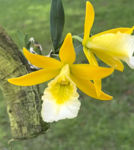 Encyclia citrina mariae - encyclia,