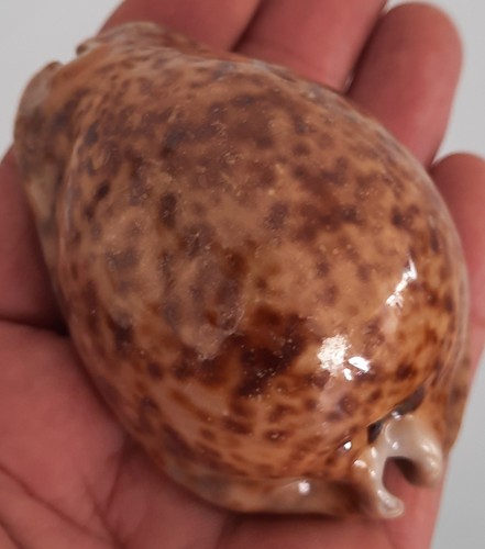 Curiosité taxidermie - curiosité,