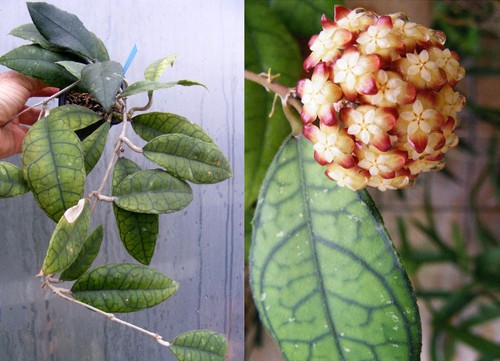 Hoya finlaysonii