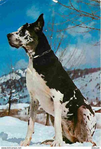 Carte postale animaux - carte,
