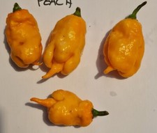 20 graines de piment