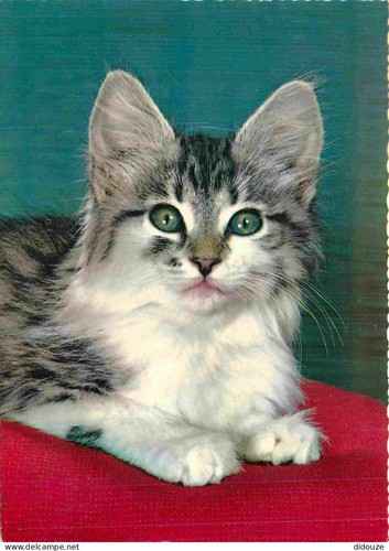 Carte postale animaux - postale,