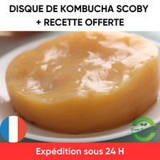 Kombucha Scoby Kit de démarrage de Culture Recette complète incluse