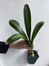 Rare Sonatini Hippeastrum/