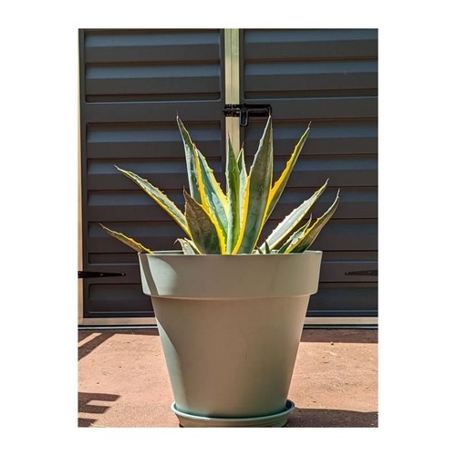 Bac fleurs rond riviera - a,