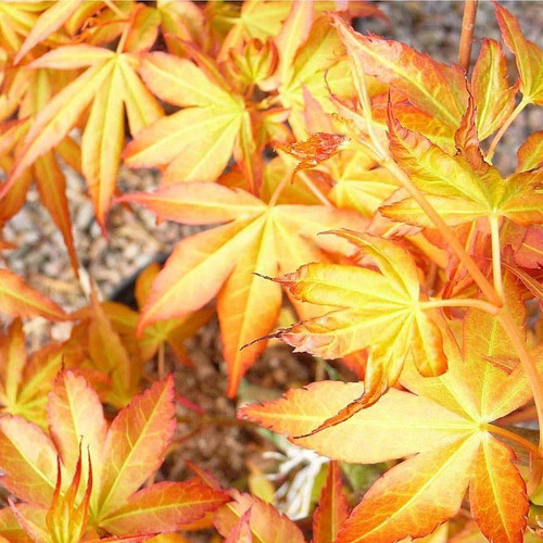 Acer palmatum katsura - palmatum,