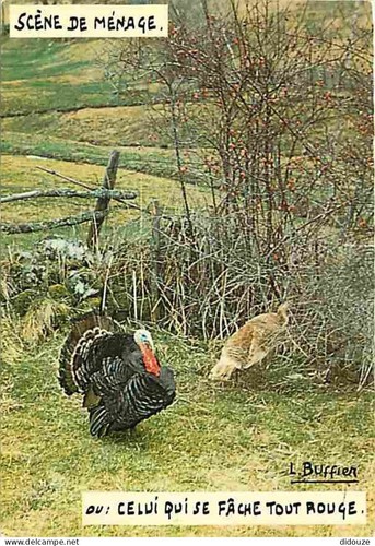 Carte postale animaux - animaux,