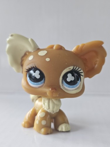 Chihuahua dog 963 - chihuahua,