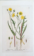 CREPIS VIRENS Baxter Antique Engraved Vintage Botanical  Flower Print 1840