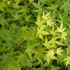 Acer palmatum 'Ryusen' -