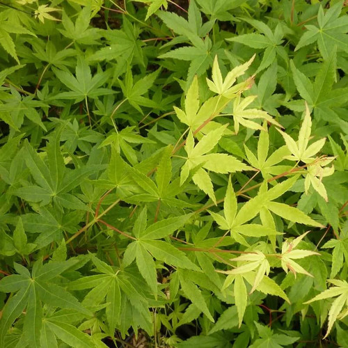 Acer palmatum ryusen - acer, 'ryusen'