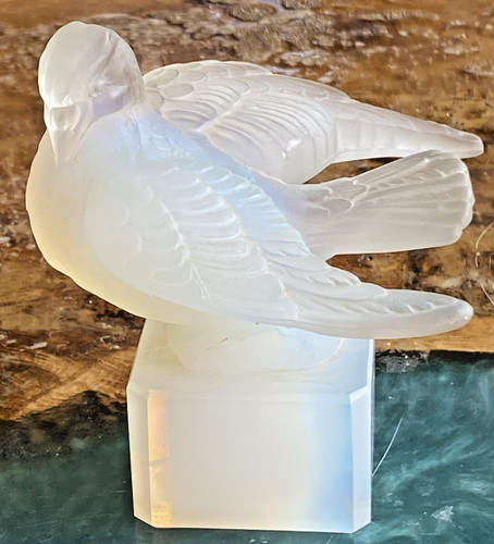 Pigeon palombe tourterelle - palombe,