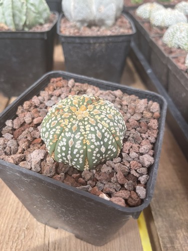 Astrophytum asterias cv - astrophytum,