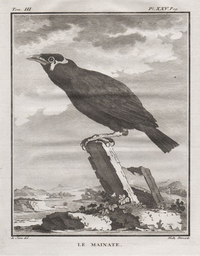 Beo mynah hill myna mainate - mynah,
