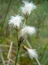 8 graines de Linaigrette