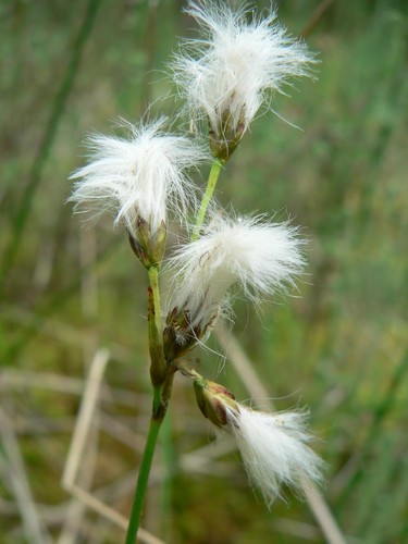 Graines linaigrette - graines, de
