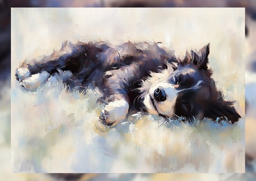 Sleeping border collie - sleeping,